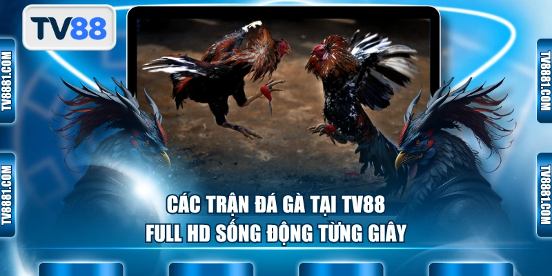 Các trận đá gà tại TV88 Full HD sống động từng giây