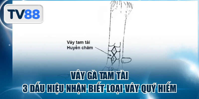 Vảy Gà Tam Tài | 3 Dấu Hiệu Nhận Biết Loại Vảy Quý Hiếm
